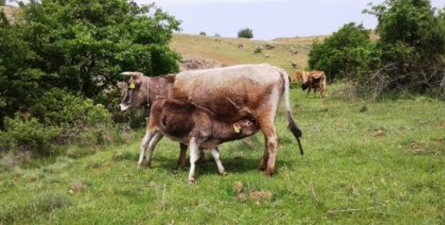Εγκρίθηκαν 73 εκατ. € για αποζημιώσεις και δαπάνες κτηνιατρικών μέτρων εξυγίανσης ζωικού κεφαλαίου