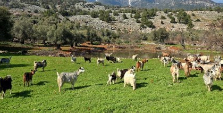 Αλλαγές στην αιρεσιμότητα για βοσκοτόπους, αμειψισπορά και ελέγχους υπολειμμάτων φυτοπροστατυτικών