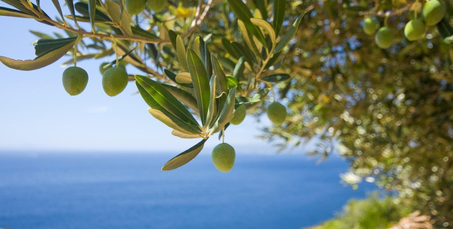 Χαλκιδική: Έως και 50% μειωμένη η παραγωγή της χονδροελιάς – Τα δύο “αγκάθια” της φετινής παραγωγής