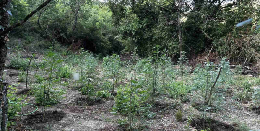 Εντοπίστηκε φυτεία με περισσότερα από 2.000 δενδρύλλια κάνναβης σε δύσβατη δασική περιοχή στην Φθιώτιδα