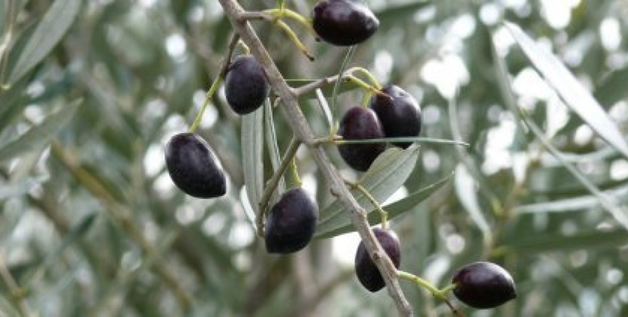 Ενώνουν δυνάμεις Ισπανία – Ιταλία - Ελλάδα για την προστασία της ελιάς από εμπορικούς πολέμους