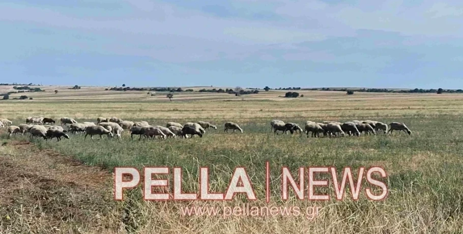 Κρήτη: Παρατείνονται τα προληπτικά μέτρα για την ευλογιά των αιγοπροβάτων