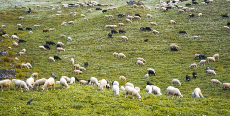 ΝΙΚΗ: Η μείωση κατά 20% του ζωικού κεφαλαίου της χώρας συνιστά εθνική απειλή