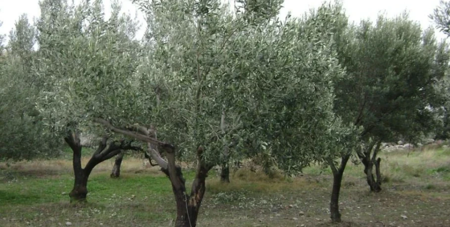Πωλείται χωράφι έξω από τα Σεβαστειανά