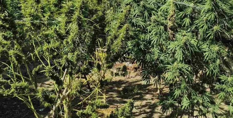 Ημαθία: Δασάκι... κάνναβης είχε φτιάξει στην αυλή του 67χρονος - Βρέθηκαν έξι τρίμετρα δενδρύλλια
