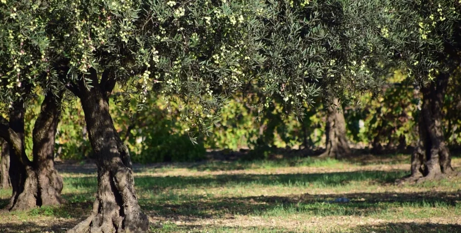 Αγανακτισμένοι οι παραγωγοί ελιάς με τις χαμηλές τιμές, στο Παγγαίο σταμάτησαν τη συγκομιδή