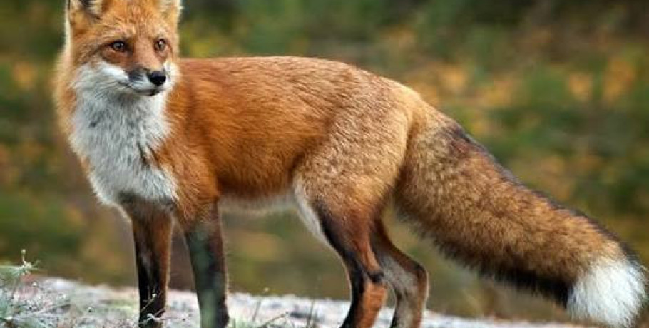 Έναρξη της 23ης Αντιλυσσικής Εμβολιαστικής Εκστρατείας  των Κόκκινων Αλεπούδων