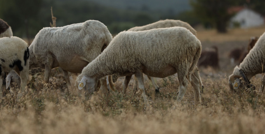 Πανελλήνια Ομοσπονδία Γεωτεχνικών Δ.Υ -Δεν θα επιτρέψουμε να μετατραπούν οι πραγματικοί αγρότες σε «ομήρους» των ελεγκτικών αδυναμιών του συστήματος