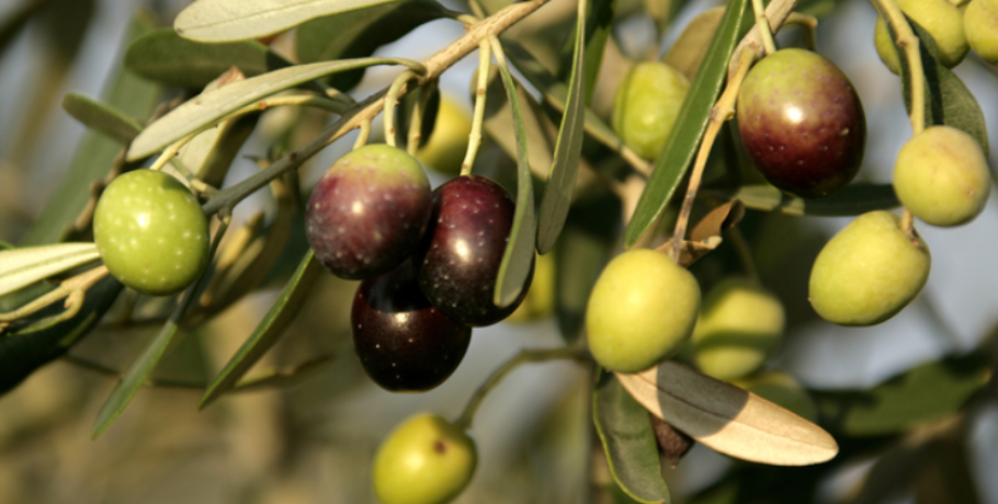 Ανακοίνωση από τη Διεύθυνση Αγροτικής Οικονομίας και Αλιείας της ΠΚΜ για παράταση εφαρμογής της υποχρεωτικής δήλωσης συγκομιδής ελαιοκάρπου έως την 1η Οκτωβρίου 2027