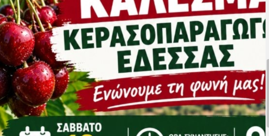 Ώρα μηδέν για τους κερασοπαραγωγούς της Πέλλας
