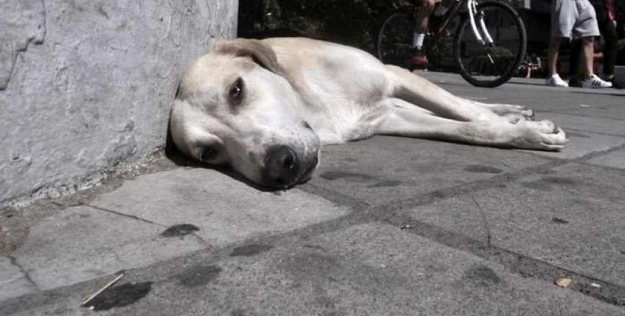 Αλμωπία: Μέχρι 31 Δεκεμβρίου η σύμβαση για σήμανση-στείρωση σε δεσποζόμενα ζώα συντροφιάς
