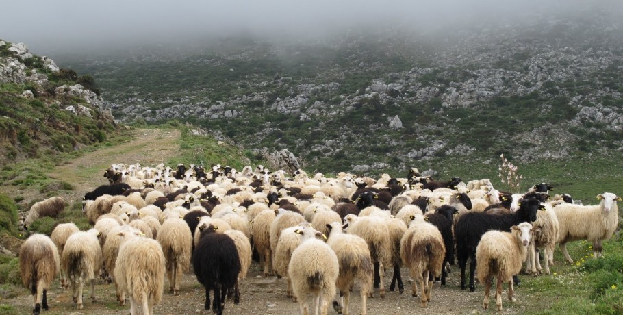 Εντοπίσθηκε κρούσμα ευλογιάς σε εκτροφή προβάτων – Δεν μεταδίδεται στον άνθρωπο- Σε εφαρμογή όλα τα προβλεπόμενα σχέδια