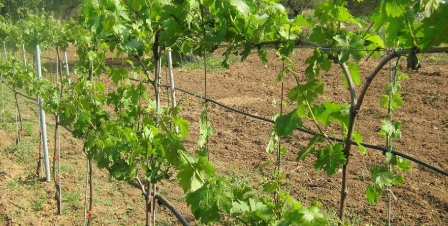 Στην Π.Ε. Κιλκίς το μεγαλύτερο ποσοστό άδειων νέων φυτεύσεων οινοποιήσιμων ποικιλιών αμπέλου