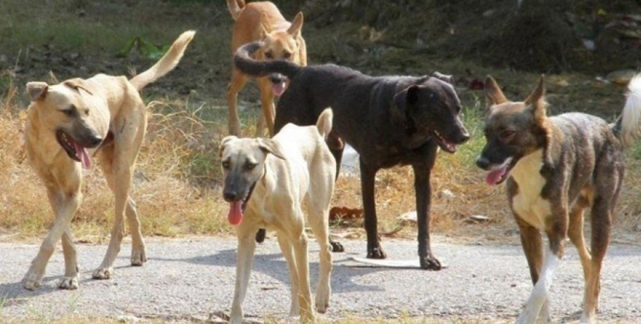 Δήμος Αλμωπίας: Ανακοίνωση σχετικά με λήψη γενετικού υλικού - δεσποζόμενα ζώα συντροφιάς
