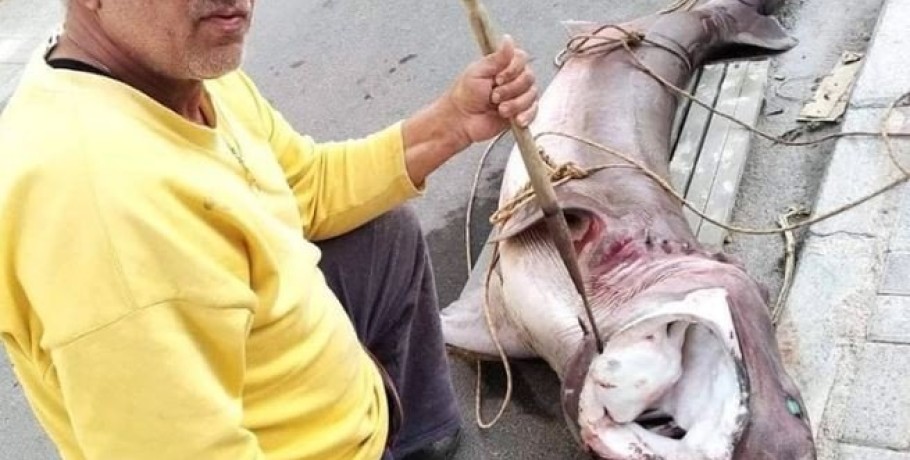 Καρχαρία 200 κιλών έπιασαν ψαράδες στα Χανιά
