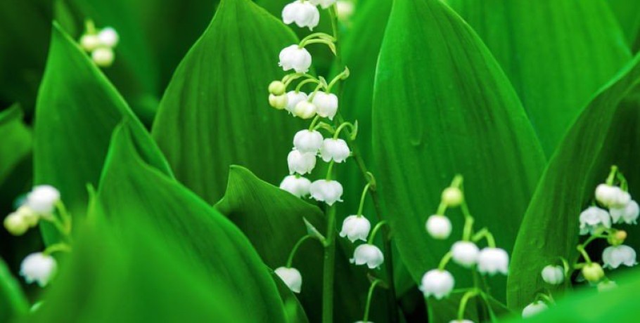 Το Κρίνο της Κοιλάδας: Ένα από τα πιο αγαπημένα λουλούδια του Μάη