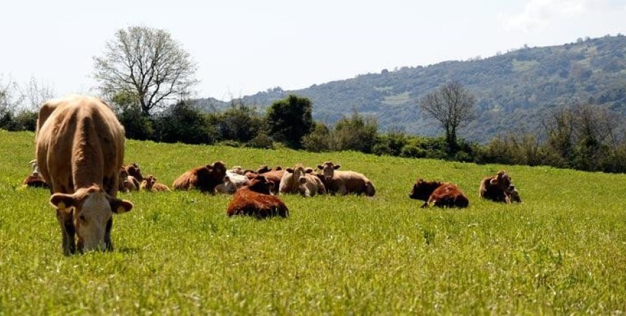 Οικονόμου: Διάθεση πρόσθετων πόρων για την ενίσχυση της βιολογικής κτηνοτροφίας και παραγωγής