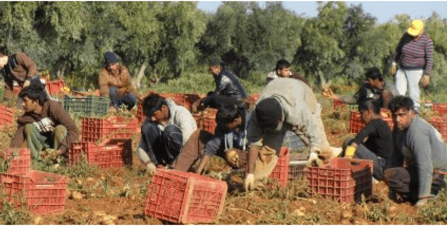 Άμεση πολιτική απόφαση για εργάτες γης ζητούν αγροτικές οργανώσεις και φορείς