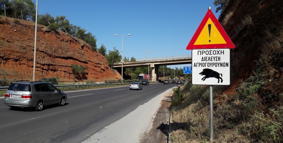 Καθηγητής Χρ. Βλάχος για αγριογούρουνα: Πρέπει να θανατώνονται