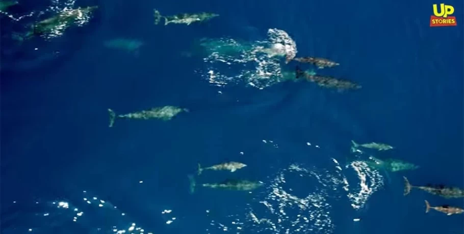 Εντυπωσιακό βίντεο δείχνει το μεγαλύτερο κοπάδι δελφινιών που έχει καταγραφεί ποτέ στην Ελλάδα