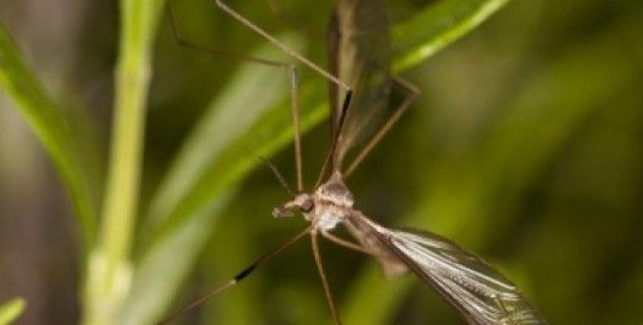 Διενέργεια ψεκασμών υπέρμικρου όγκου για την καταπολέμηση κουνουπιών στις αγροτικές περιοχές ρυζοκαλλιεργειών του κάμπου Θεσσαλονίκης και Ημαθίας