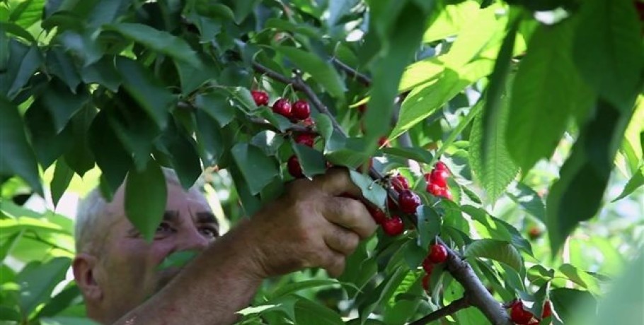 Kερασοπαραγωγοί μπλόκου Έδεσσας: Τέρμα πια στον εμπαιγμό!