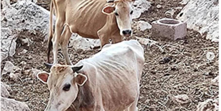 Θεσπρωτία: Αγελάδες πεθαίνουν από ασιτία – «Ένα ολόκληρο χωριό βρωμάει ψοφίμι»