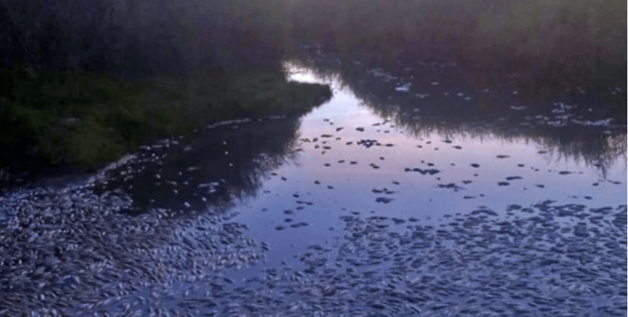 Γέμισε με νεκρά ψάρια ποταμός που διαρρέει Πολωνία και Γερμανία