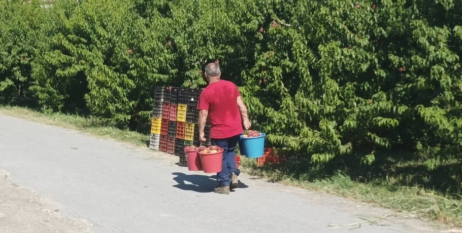 Συμπύρηνο Ροδάκινο: επιμένουν για ελάχιστη εγγυημένη τιμή στα 50λεπτά