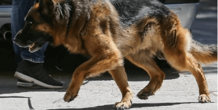 Σκύλος επιτέθηκε σε γιαγιά που κρατούσε αγκαλιά το εγγονάκι της