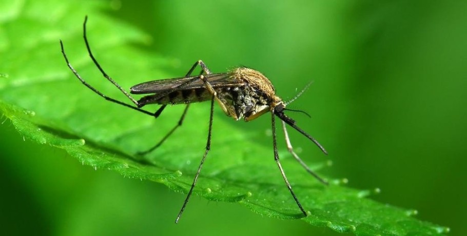 Γενετικά τροποποιημένα κουνούπια δεν μπορούν να μεταδώσουν την ελονοσία