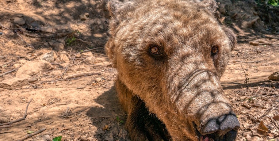 Κέντρο προστασίας αρκούδας - Αρκτούρος