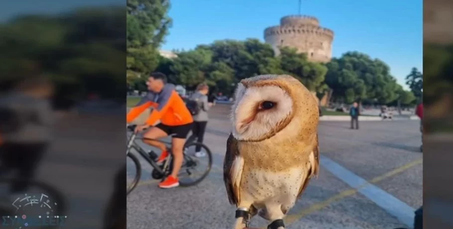 Θεσσαλονίκη: Βγήκε βόλτα στον Λευκό Πύργο με μία κουκουβάγια στο χέρι και προκαλεί σφοδρές αντιδράσεις