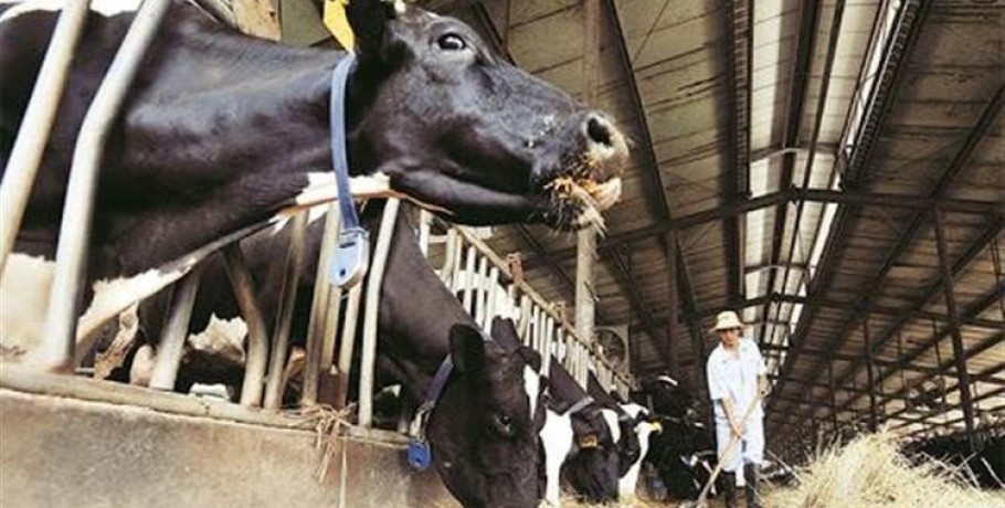 Ένωση Φυλής Χολστάιν Ελλάδας: Ζητά την άμεση απόσυρση της διάταξης που σχεδιάζεται και μετατρέπει την παροχή γάλακτος σε χρηματικό ποσό 300 ευρώ