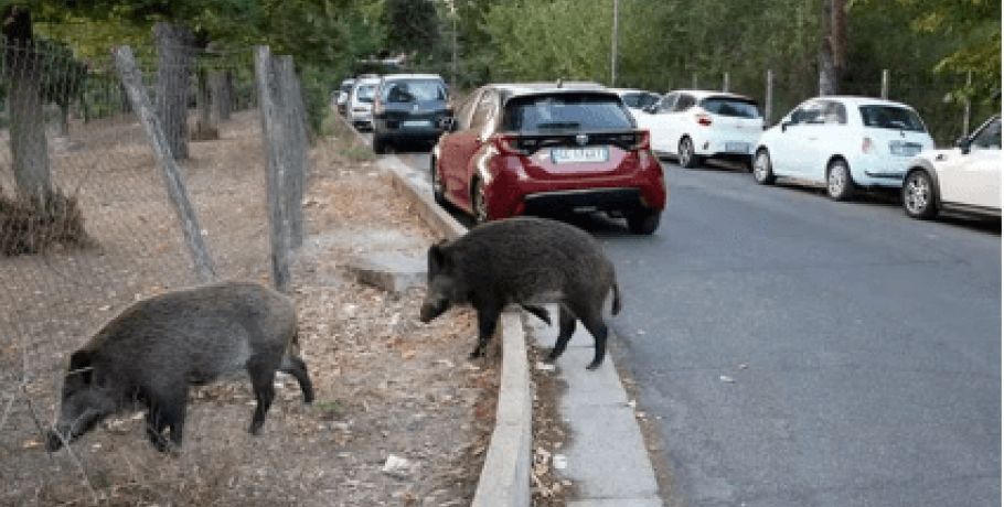 Τουλάχιστον 9.000 αγριόχοιροι γύρω από τη Θεσσαλονίκη, δήλωσε ο δήμαρχος Νεάπολης-Συκεών