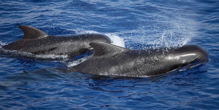 Νέα Ζηλανδία: Πέθαναν 240 μαυροδέλφινα που είχαν εξοκείλει στο νησί Πιτ