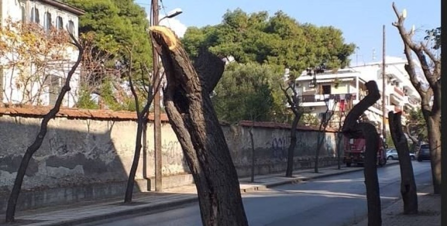 Είναι συμβατά τα κλαδέματα των Δήμων με το Σχέδιο Βιώσιμης Αστικής Ανάπτυξης της Περιφέρειας;