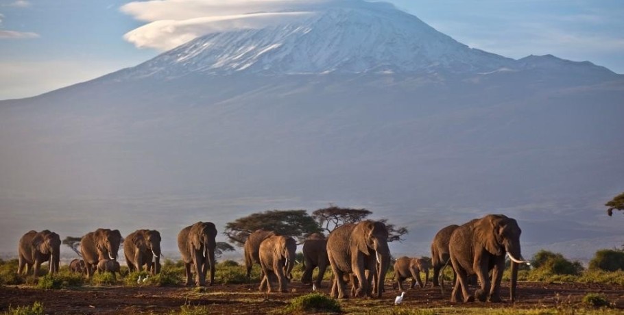 Εκατοντάδες άγρια ζώα πέθαναν στην Κένυα λόγω της ξηρασίας