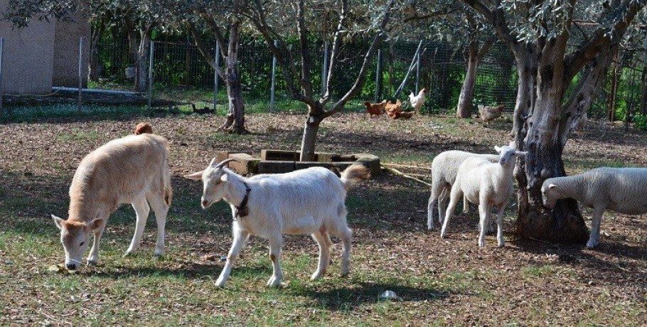 Πόσα οικόσιτα πτηνά και ζώα μπορείτε να διατηρείτε χωρίς αδειοδότηση