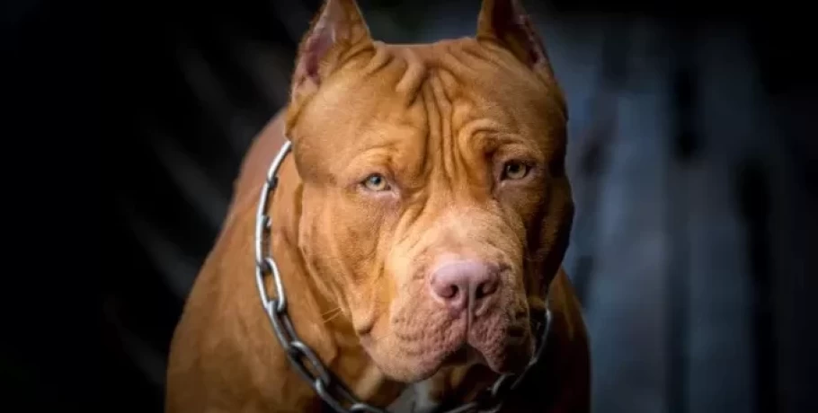 Λαμία: Σκύλος δάγκωσε αστυνομικό σε «έφοδο» για ναρκωτικά