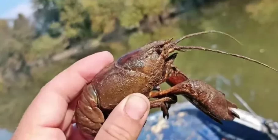 Γέμισε με καραβίδες ο Πηνειός