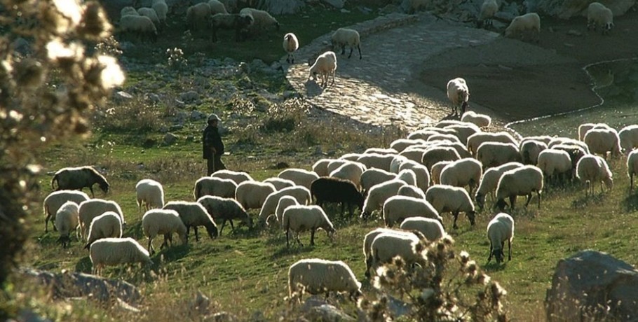 ΥπΑΑΤ: Η αλήθεια για την αντιμετώπιση της ευλογιάς των αιγοπροβάτων