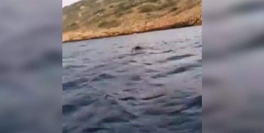 Αγριογούρουνο κολυμπάει στο Πόρτο Ράφτη