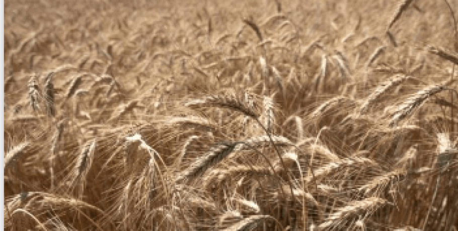 Πυρόπληκτοι αγρότες: Νέα χορήγηση προκαταβολής 13,4 εκατ. ευρώ για δενδρώδεις καλλιέργειες