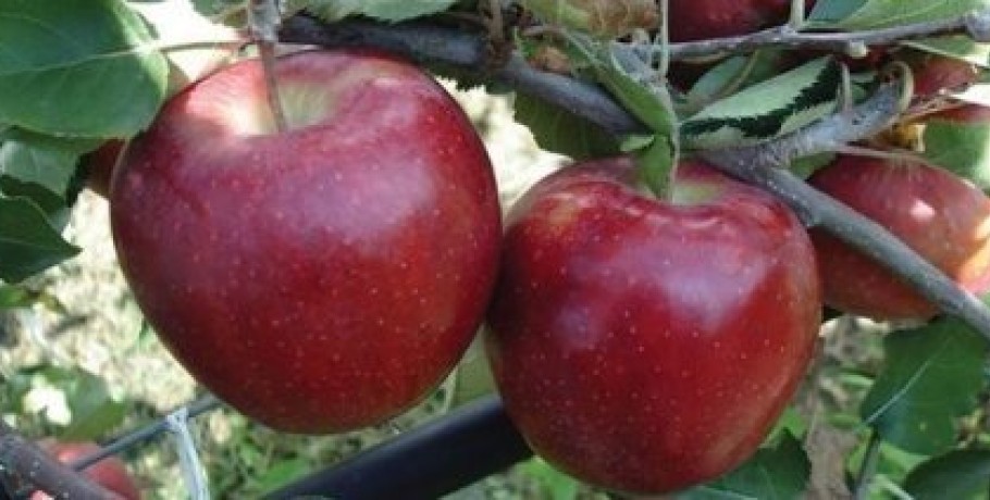 Κλιμακωτά κατά περίπτωση και όχι οριζόντια οι ειδικές ενισχύσεις για τα μήλα