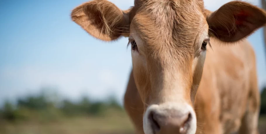 Αγελάδες κάνουν βόλτες σε χωριό των Πρεσπών -Ανάστατοι με τις καθημερινές «συναντήσεις» οι κάτοικοι