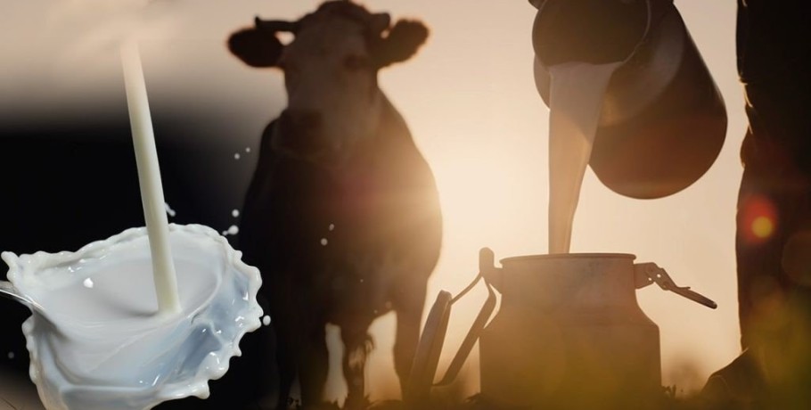 Κτηνοτροφία: Λιγότερο το γάλα, μειωμένα τα κοπάδια – Πώς διαμορφώνεται η τιμή παραγωγού