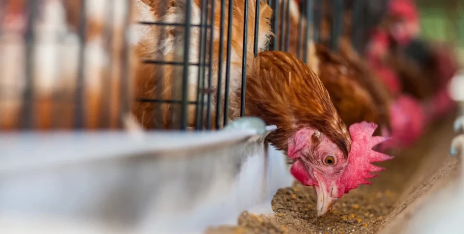 Τσεχία: Έξαρση της γρίπης των πτηνών -Οι Αρχές ετοιμάζονται να θανατώσουν 220.000 κοτόπουλα, μόνο σε μία φάρμα