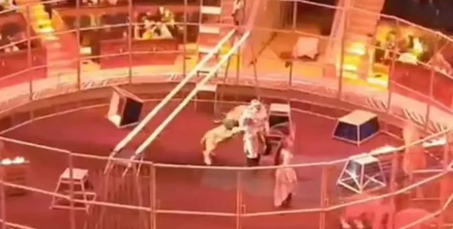 Λιοντάρι δάγκωσε τον θηριοδαμαστή του στη Ρωσία - Τον γλίτωσε η γυναίκα του