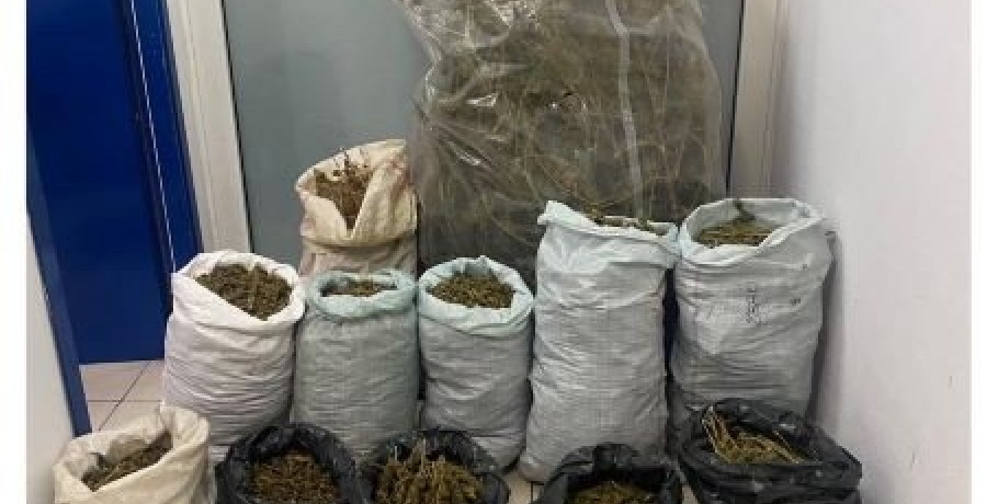 Συνελήφθη ένα άτομο στην Πιερία για καλλιέργεια και κατοχή κάνναβης